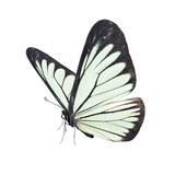 Fototapeta Motyle - Beautiful white butterfly