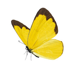 Wall Mural - Beautiful yellow butterfly