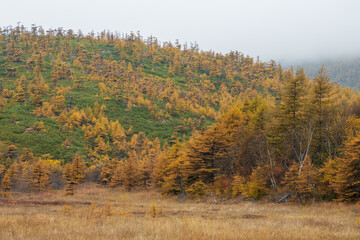 Wall Mural - Beautiful autumn landscape. View of the mountain valley and the larch forest on the slope of the hill. Low clouds. Overcast weather. Traveling and hiking in northern nature. Natural background.