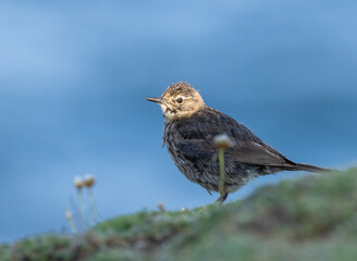 Rock pipit