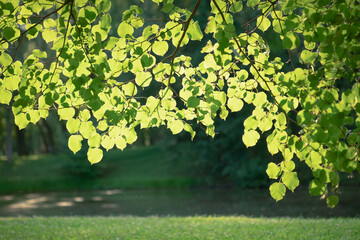 Wall Mural - sunny forest, Green leaf background  under sunlight. Natural and freshness ecology concept.