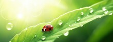 Drops Of Morning Dew And Ladybug On Young Juicy Fresh Green Leaves Glow In Sunlight In Nature Close-up. Spring Summer Natural Background With Water Drops And Copy Space