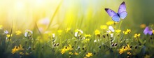 Small Wild Purple Flowers In Grass And Two Yellow Butterflies Soaring In Nature In Rays Of Sunlight Close-up. Spring Summer Natural Landscape
