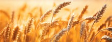 Spikes Of Ripe Wheat In Sun Close-up With Soft Focus. Ears Of Golden Wheat In Beautiful Cereals Field In Nature.
