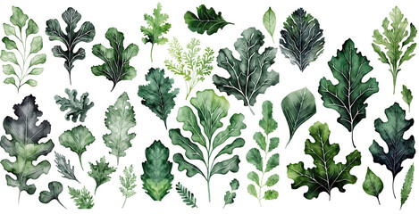 Set of Kale leaves green color Watercolor illustration , elegant watercolor , isolated transparent background, PNG.