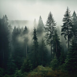 Fototapeta  - In the pine forest in the valley in the morning it is very foggy, the atmosphere looks scary. Dark tones and a vintage look