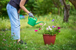 Woman gardening. Female watering flowers in her backyard on summer day.
