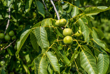 A Few Bunches Of Unripe Walnuts In A Green Shell On The Branches Of A Tree With Green Leaves Júglans Régia