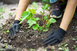 © GVS - Woman in gloves plants a sprouts of grape in the ground in garden. Gardening, farming and planting concept.