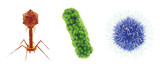 Fototapeta Sport - Bacteriophage virus, bacterium and Mimivirus. Set of microscopic germs that cause infectious diseases , isolated. Viral and bacterial particles