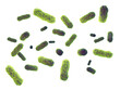 Green intestinal bacteria ( Salmonella ) isolated. Bacterial gut microbiota and infection	