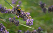 Bumblebees on fading lavender flowers