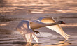 Swan taking off from the surface of the water