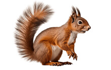 Isolated Squirrel Portraits Multiple Angles And Side Views, Transparent Background. Generative Ai