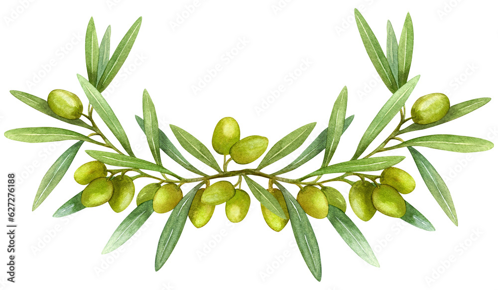 Hand drawn watercolor, Ripe black olives with olive leaves on a white ...