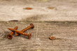 Old weathered pine wood decking planks with rusty screws