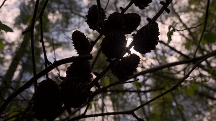 Wall Mural - Sunlight through woodland foliage background