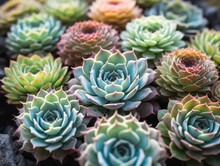 This Is A High-quality Close Up Image Of A Variety Of Succulents In A Cluster, Showcasing Their Vivid And Diverse Colors And Shapes.