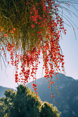 many red fruits and berries on a tree at autumn