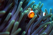clownfish or anemonefish
