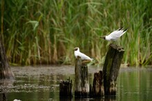 Two Black-headed Gulls On A Log Sticking Out Of The Water.