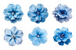 canvas print picture - Selection of various blue flowers isolated on transparent background