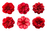 Selection of various red flowers isolated on transparent background