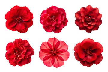 selection of various red flowers isolated on transparent background