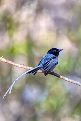 Wall Mural - Beautiful bird Malagasy paradise flycatcher (Terpsiphone mutata), Male white phase, endemic species of bird in the family Monarchidae. Kirindy forest. Madagascar wildlife animal.