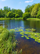 Beautiful lake in forest park. Summer landscape of nature with clear, transparency water and  blue sky. Scenic view of pond shore with trees, aquatic plants, green grass and white water lilies.