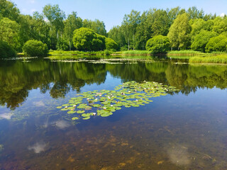 Wall Mural - Summer landscape of nature with clear water and reflection of green trees and blue sky. Beautiful lake in forest park. View of pond shore with trees, aquatic plants, green grass and white water lilies