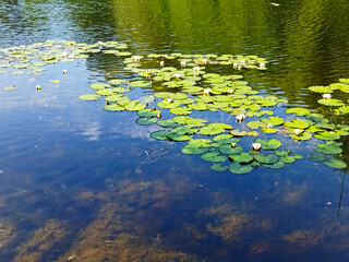 Wall Mural - Summer landscape of nature with clear water and reflection of green trees and blue sky. Beautiful lake in forest park. View of pond shore with trees, aquatic plants, green grass and white water lilies