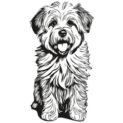 Wall Mural - Coton de Tulear dog pencil hand drawing vector, outline illustration pet face logo black and white realistic breed pet