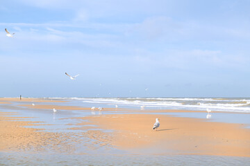 Wall Mural - Seagulls at the beach