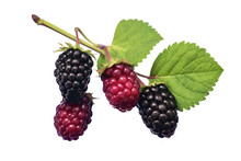 Dewberry. Isolated Object, Transparent Background