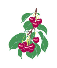 Wall Mural - Simple Sweet Cherry Tree Branch with Berries.