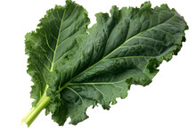 Kale Leaf. Isolated Object, Transparent Background