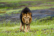 Male Lion Photographed At Gir National Park