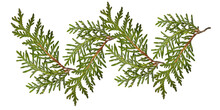 Green Thuja Branches Isolated On Transparent Background. Composition Of Thuja Branches To Create A Plant Pattern Or Decoration. 