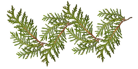 Wall Mural - green thuja branches isolated on transparent background. composition of thuja branches to create a p