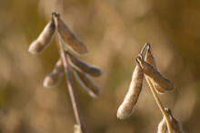 Close-up Of Soybeans (Glycine Max) On A Plant; Grand Island, Nebraska, United States Of America