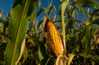 © Designpics - Cornfield at harvest time; Bennet, Nebraska, United States of America
