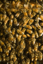 Large Swarm Of Bees; Lincoln, Nebraska, United States Of America