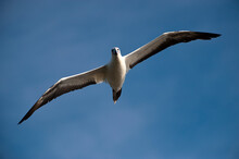 White Morph Of The Red-footed Booby(Sula Sula) Flies In A Blue Sky Over San Cristobal Island In Galapagos Islands National Park; San Cristobal Island, Galapagos Islands, Ecuador