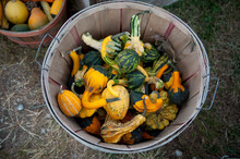 Assorted Varieties Of Gourds In A Bucket; Lincoln, Nebraska, United States Of America