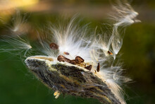 Wind Transports Milkweed Seeds; Lincoln, Nebraska, United States Of America