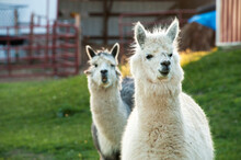 Two Alpacas (Lama Pacos) On A Farm; Denton, Nebraska, United States Of America