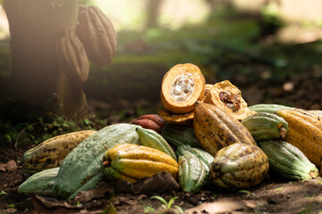 Wall Mural - Cacao pods in harvesting field