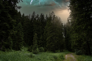 Wall Mural - forest taken during a thunderstorm with lightning and sun