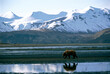 © Designpics - Lone grizzly bear walks on the shore of Hallo Bay reflected in the ice, Katmai National Park and Preserve, Alaska, USA; Alaska, United States of America